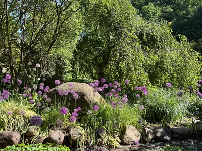 Hostagarten im Frühling