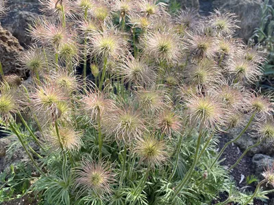 Hostagarten im Frühling