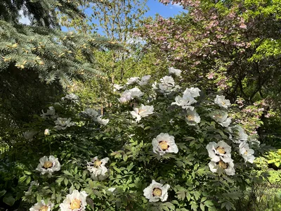 Hostagarten im Frühling