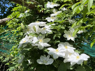 Hostagarten im Frühling