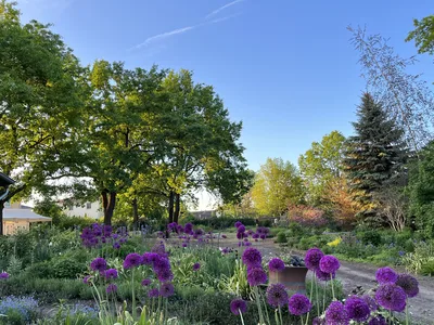 Hostagarten im Frühling