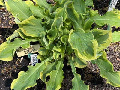 Hostagarten im Frühling