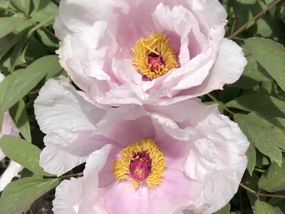 Hostagarten im Frühling