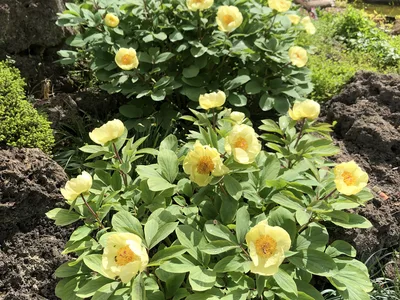 Hostagarten im Frühling