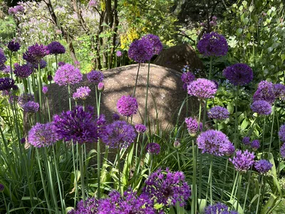 Hostagarten im Frühling