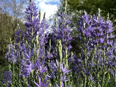 Hostagarten im Frühling
