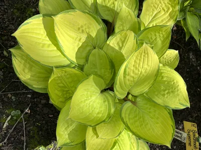 Hostagarten im Frühling