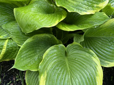 Hostagarten im Frühling