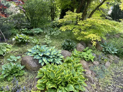 Hostagarten im Frühling