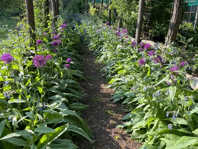 Hostagarten im Frühling