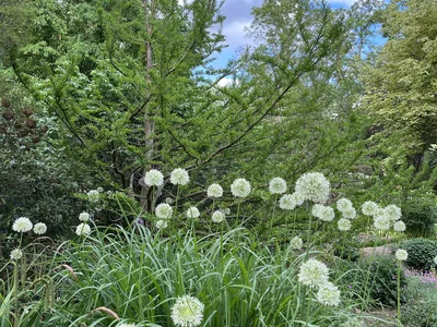 Hostagarten im Frühling