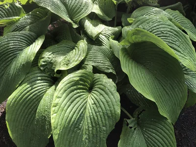 Hostagarten im Frühling