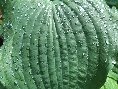 Hostagarten im Frühling