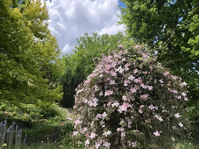 Hostagarten im Frühling