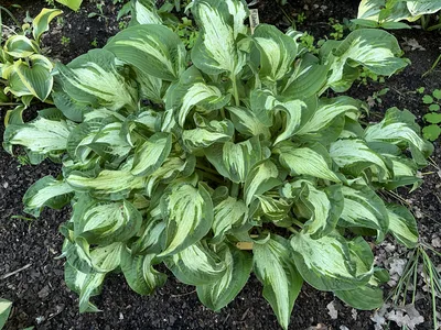 Hostagarten im Frühling