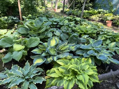 Hostagarten im Frühling