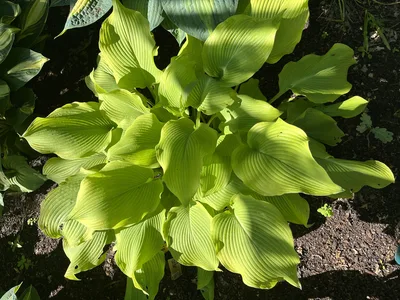 Hostagarten im Frühling