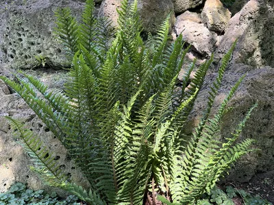 Hostagarten im Frühling