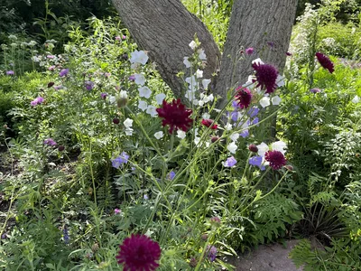 Hostagarten im Frühling