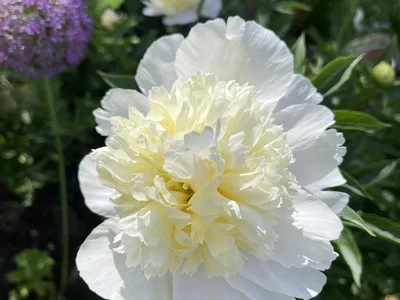 Hostagarten im Frühling