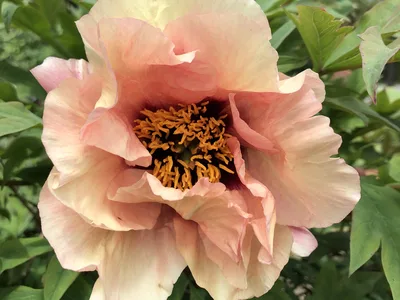 Hostagarten im Frühling