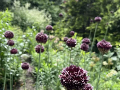 Hostagarten im Frühling