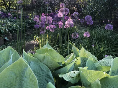 Hostagarten im Frühling