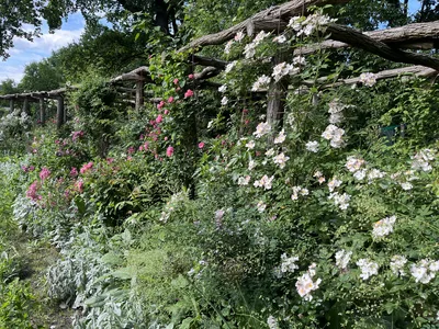 Hostagarten im Frühling