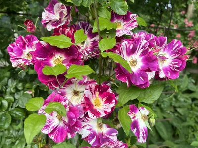 Hostagarten im Frühling