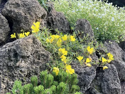 Hostagarten im Frühling