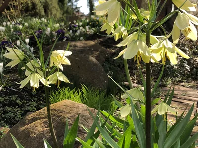 Hostagarten im Frühling