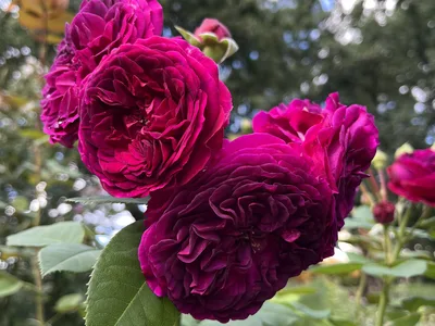 Hostagarten im Herbst