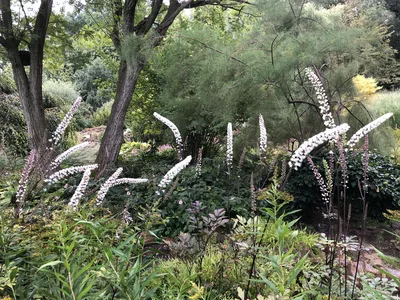 Hostagarten im Herbst