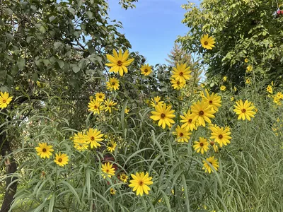 Hostagarten im Herbst