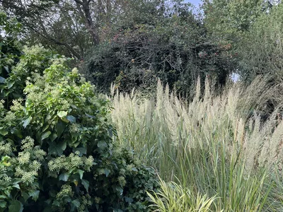 Hostagarten im Herbst