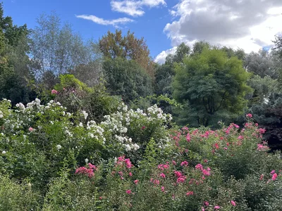 Hostagarten im Herbst