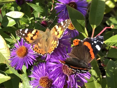 Hostagarten im Herbst