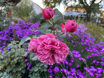 Hostagarten im Herbst