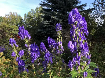 Hostagarten im Herbst