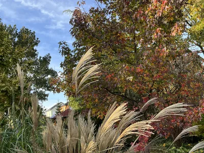 Hostagarten im Herbst