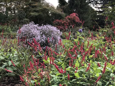 Hostagarten im Herbst