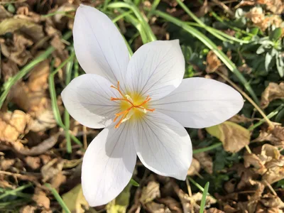 Hostagarten im Herbst