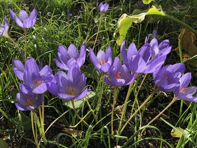 Hostagarten im Herbst
