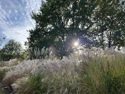 Hostagarten im Herbst