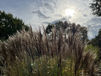 Hostagarten im Herbst