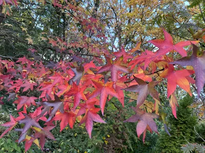 Hostagarten im Herbst