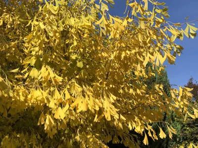 Hostagarten im Herbst