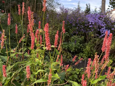 Hostagarten im Herbst