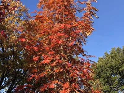 Hostagarten im Herbst