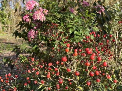 Hostagarten im Herbst